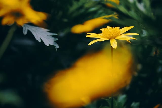 Le Migliori Piante da Giardino per Ogni Stagione