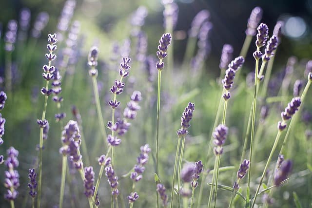 Come Realizzare un Giardino Aromatico per Ogni Stagione