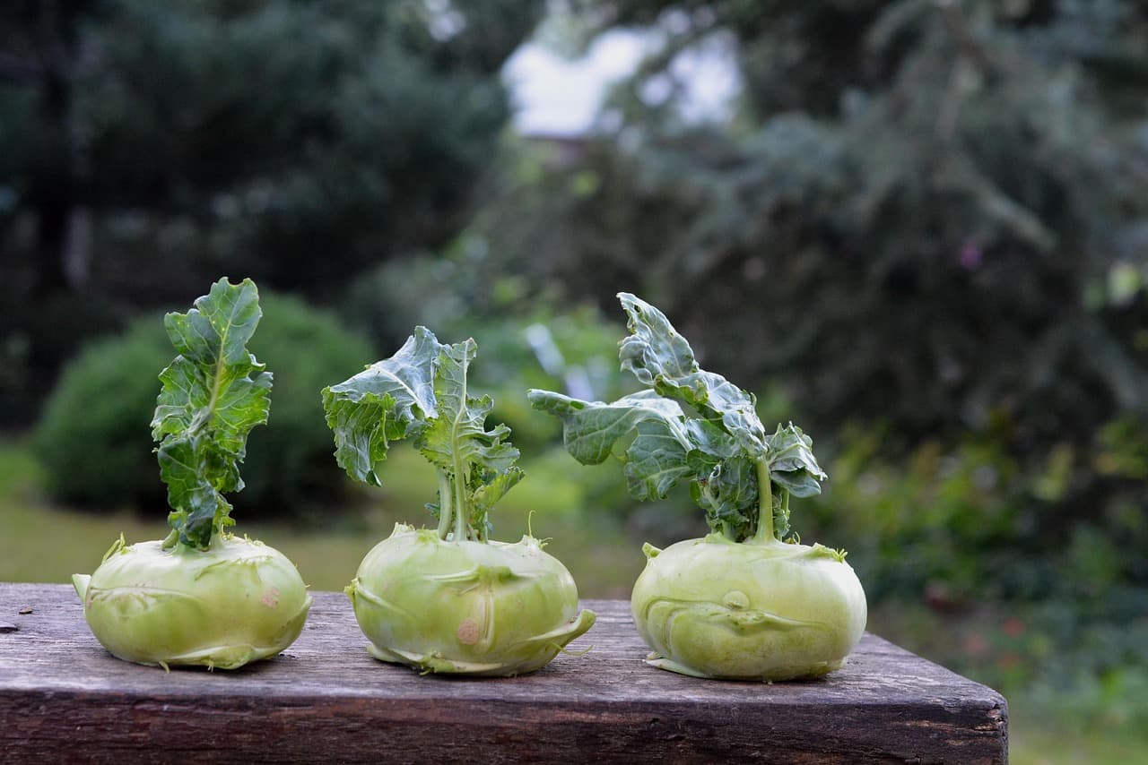 Come Realizzare un Giardino Sostenibile e Flessibile