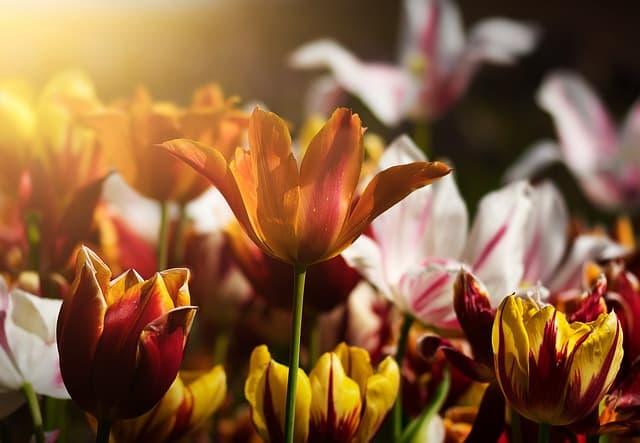 5 Errori da Evitare nel Giardinaggio Sostenibile