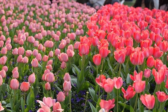 Come Pianificare il Tuo Giardino: Guida Pratica