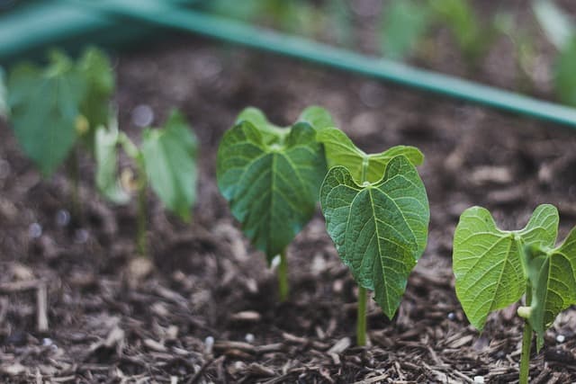 Come Scegliere le Piante Aromatiche per il Giardino