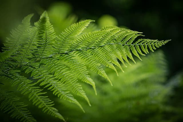 Come Coltivare Piante per un Giardino Sostenibile: Guida Pratica