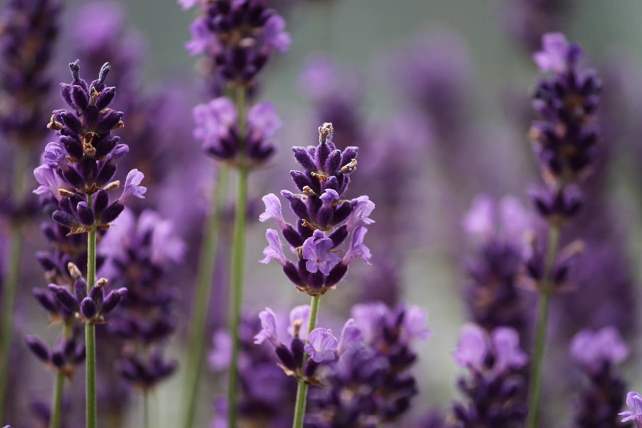Come Costruire un Giardino di Aromatiche Perfetto