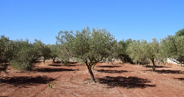 Come Creare un Giardino in Stile Mediterraneo: Guida Pratica