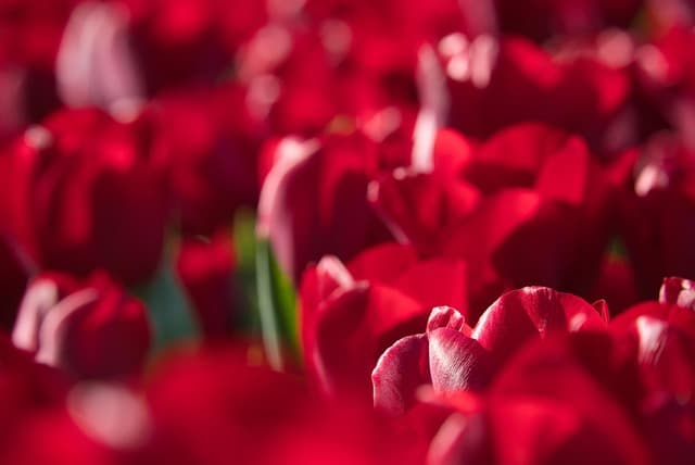 Come Creare un Giardino di Piante Annuali: Guida Completa