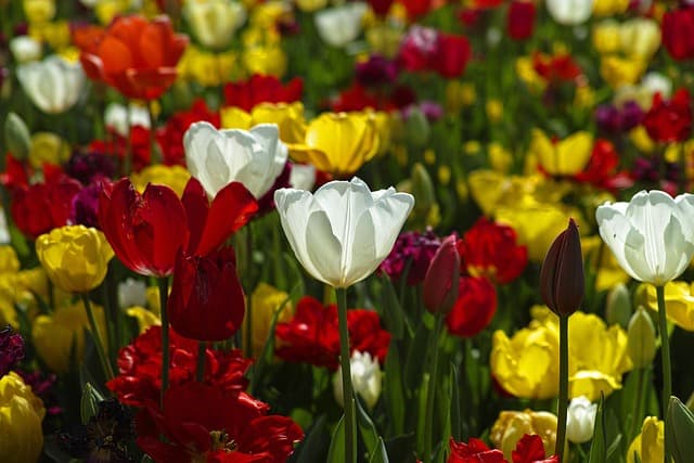 I 10 Migliori Consigli per Avviare un Giardino Domestico