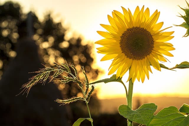 Cosa sapere prima di iniziare a coltivare piante da giardino