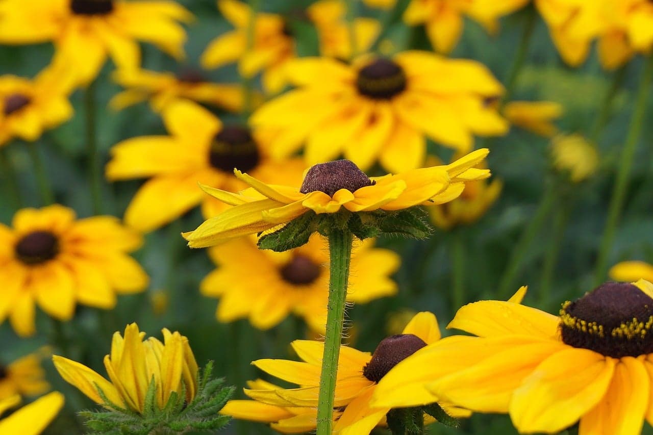10 Consigli per Coltivare Piante Annuali in Giardino