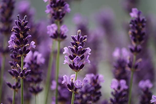 I 10 Errori da Evitare nel Giardinaggio delle Piante Aromatiche