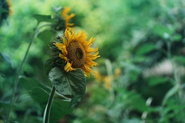 Come Scegliere le Piante Perfette per il Tuo Giardino