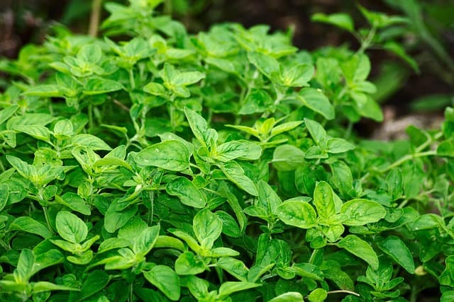 Come Creare un Giardino di Piante Comestibili: Guida Pratica