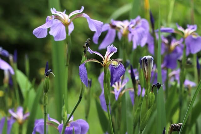 Come Scegliere le Migliori Piante per il Tuo Giardino