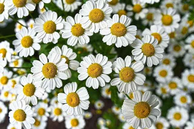 Come Creare un Giardino Aromatico Resistente alle Malattie