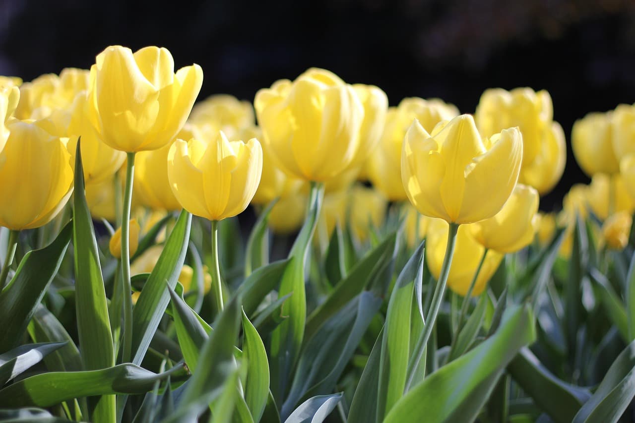 Le Migliori Piante da Giardino per Ogni Stagione