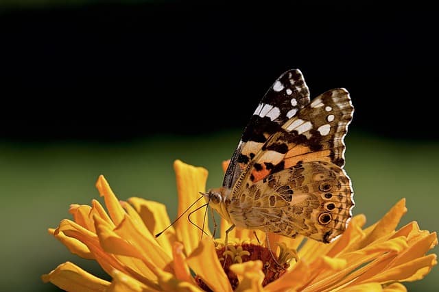 Come Creare un Giardino di Farfalle e Attirare la Natura