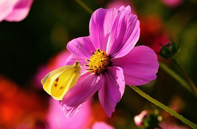 Come Realizzare un Giardino per Farfalle: Guida Completa