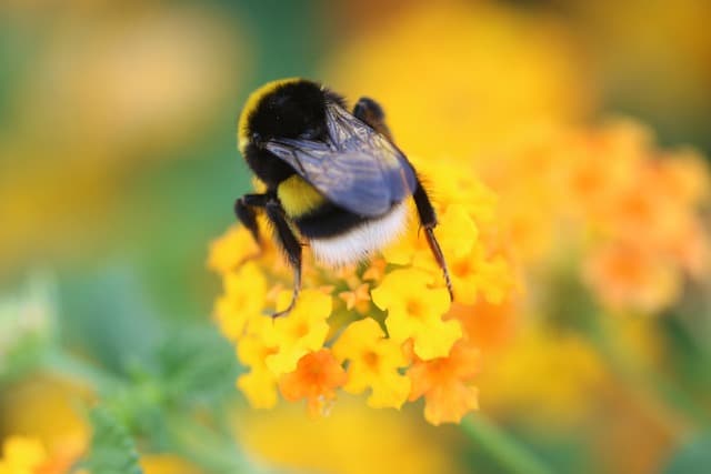 I Fondamentali per il Giardinaggio: Una Guida per Iniziare