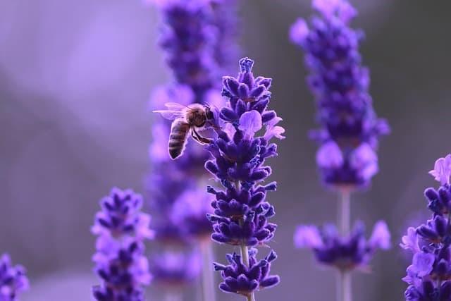 Come Creare un Giardino Aromatico Catturando la Natura